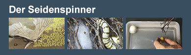 Film: Seidenspinner