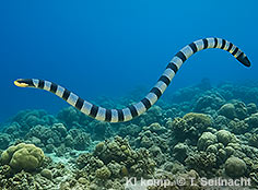 Bild vergr&ouml;&szlig;ern!