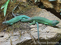 Bild vergr&ouml;&szlig;ern!