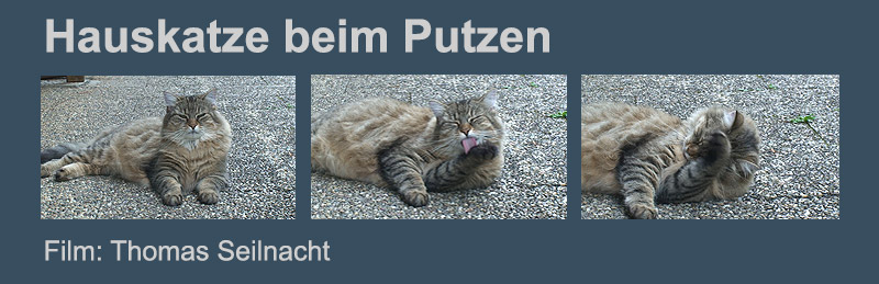 Film: Hauskatze beim Putzen