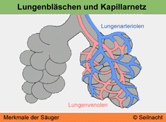 Bild vegrößern!