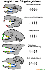 Gebisse Der Säugetiere