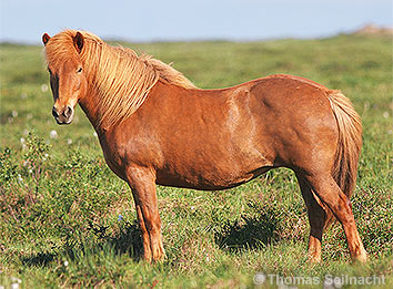 Hauspferd