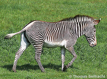 Steppenzebra