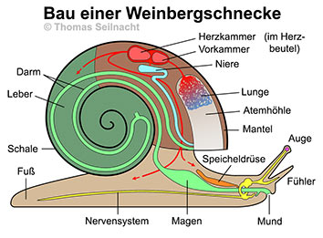 Bild vergrößern!