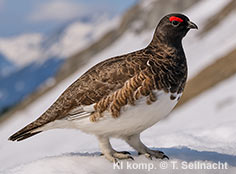 Bild vergr&ouml;&szlig;ern!