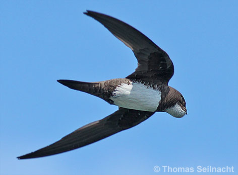 Bild vergr&ouml;&szlig;ern!