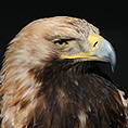 Kaiseradler