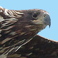 Schreiadler