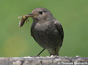 Bild vergr&ouml;&szlig;ern!