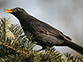 Amsel