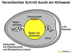 Bild vergrößern!