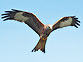 Flug