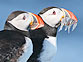 Vogelschutz