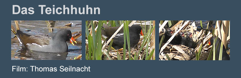 Film Teichhuhn