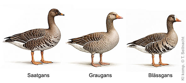 Saatgans, Graugans Bl&auml;ssgans