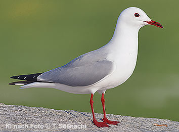 Bild vergr&ouml;&szlig;ern!