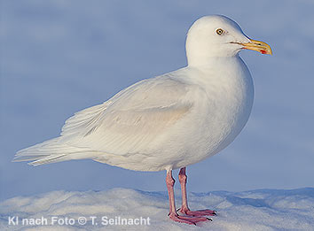 Bild vergr&ouml;&szlig;ern!