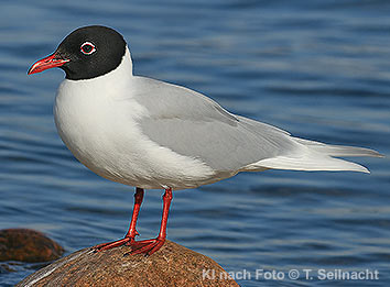 Bild vergr&ouml;&szlig;ern!