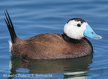Bild vergr&ouml;&szlig;ern!