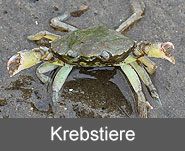 Krebse