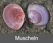 Muscheln