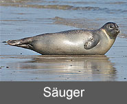 Säuger