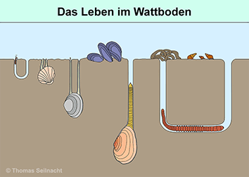 Wattboden