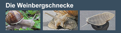 Film: Die Weinbergschnecke