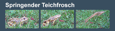 Film: Springender Teichfrosch