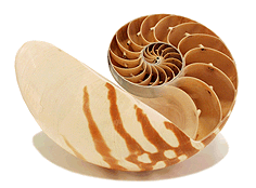 Bild der Nautilus