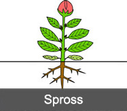 Spross