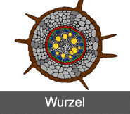 Wurzel