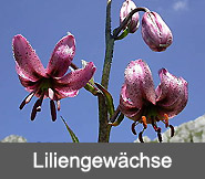 Liliengewaechse
