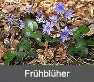 Frueblueher