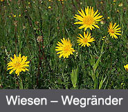 Wiesenblumen