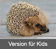 Version für Kids