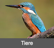 Tiere