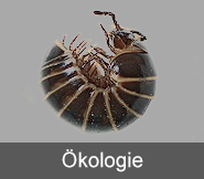 Ökologie